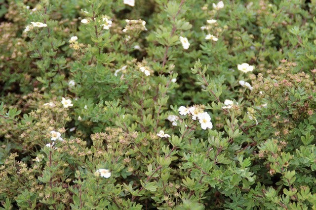  Ganzerik (Potentilla Fruticosa 'Abbotswood')
