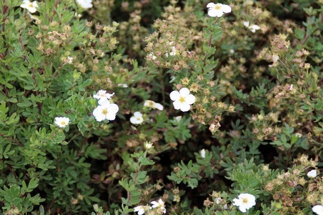  Ganzerik (Potentilla Fruticosa 'Abbotswood')