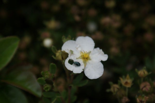  Ganzerik (Potentilla Fruticosa 'Abbotswood')