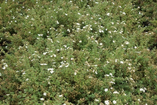  Ganzerik (Potentilla Fruticosa 'Abbotswood')