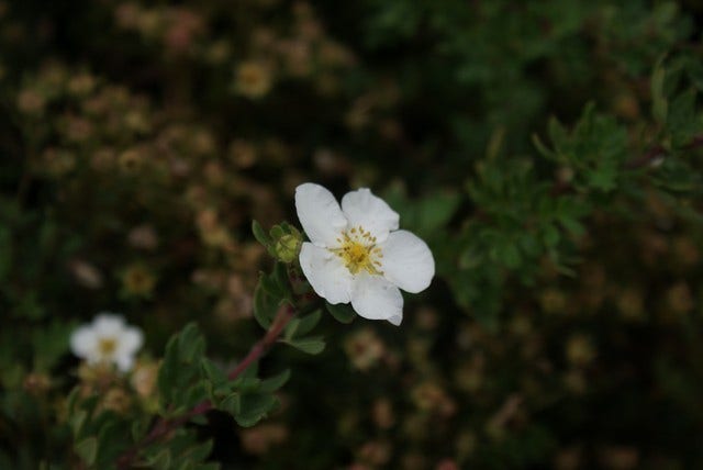  Ganzerik (Potentilla Fruticosa 'Abbotswood')