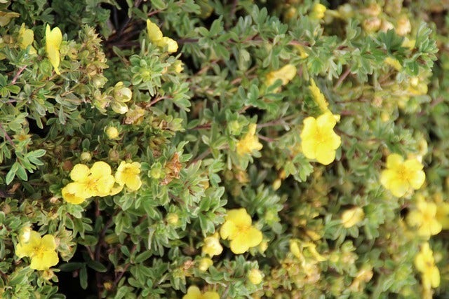  Ganzerik (Potentilla Fruticosa 'Elizabeth')