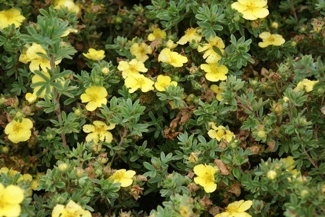  Ganzerik (Potentilla Fruticosa 'Elizabeth')
