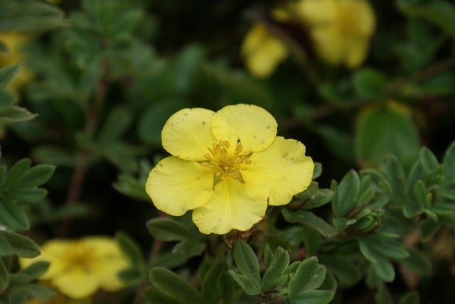  Ganzerik (Potentilla Fruticosa 'Elizabeth')