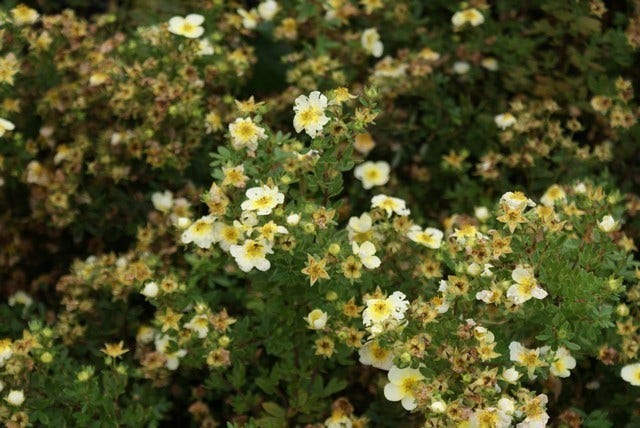  Ganzerik (Potentilla Fruticosa 'Limelight')