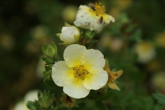  Ganzerik (Potentilla Fruticosa 'Limelight')