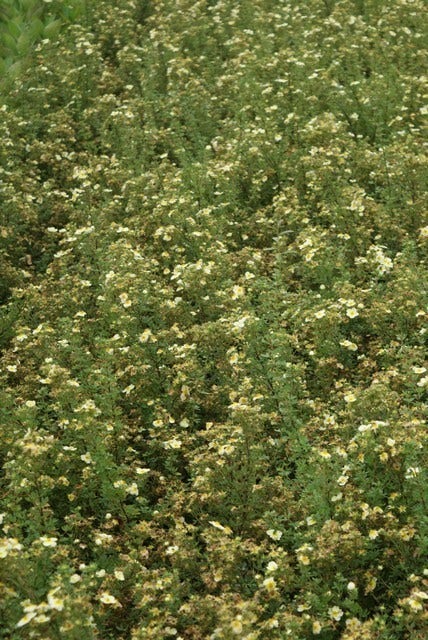  Ganzerik (Potentilla Fruticosa 'Limelight')