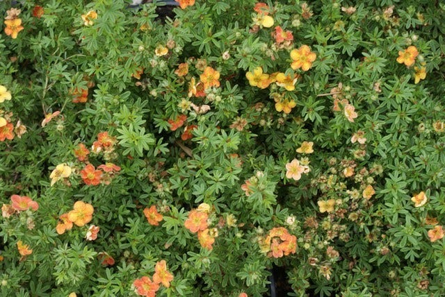  Ganzerik (Potentilla Fruticosa 'Red Ace')