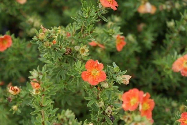  Ganzerik (Potentilla Fruticosa 'Red Ace')