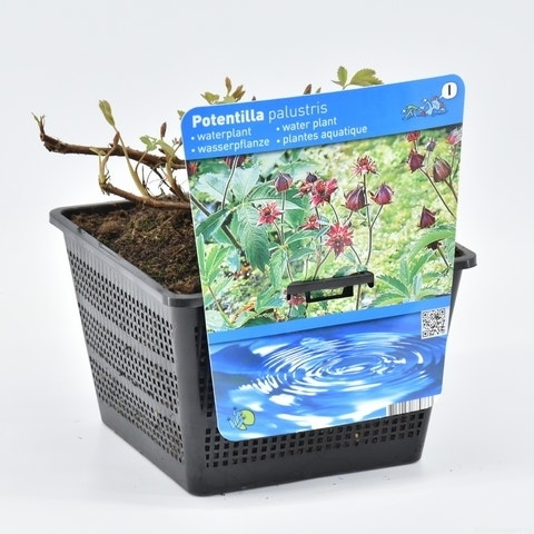  Wateraardbei (Potentilla Palustris)