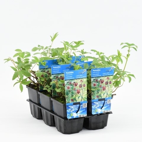  Wateraardbei (Potentilla Palustris)