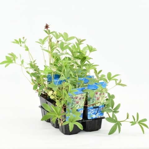  Wateraardbei (Potentilla Palustris)