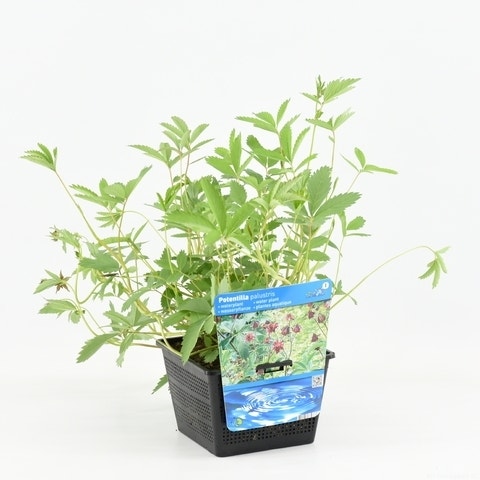  Wateraardbei (Potentilla Palustris)