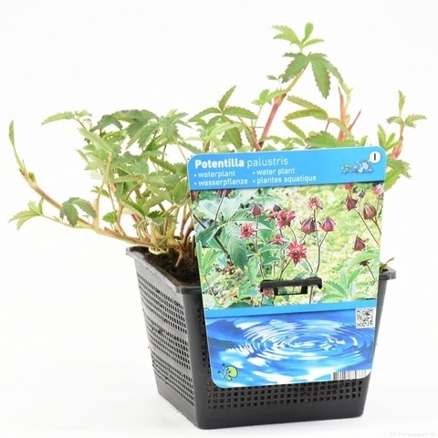  Wateraardbei (Potentilla Palustris)