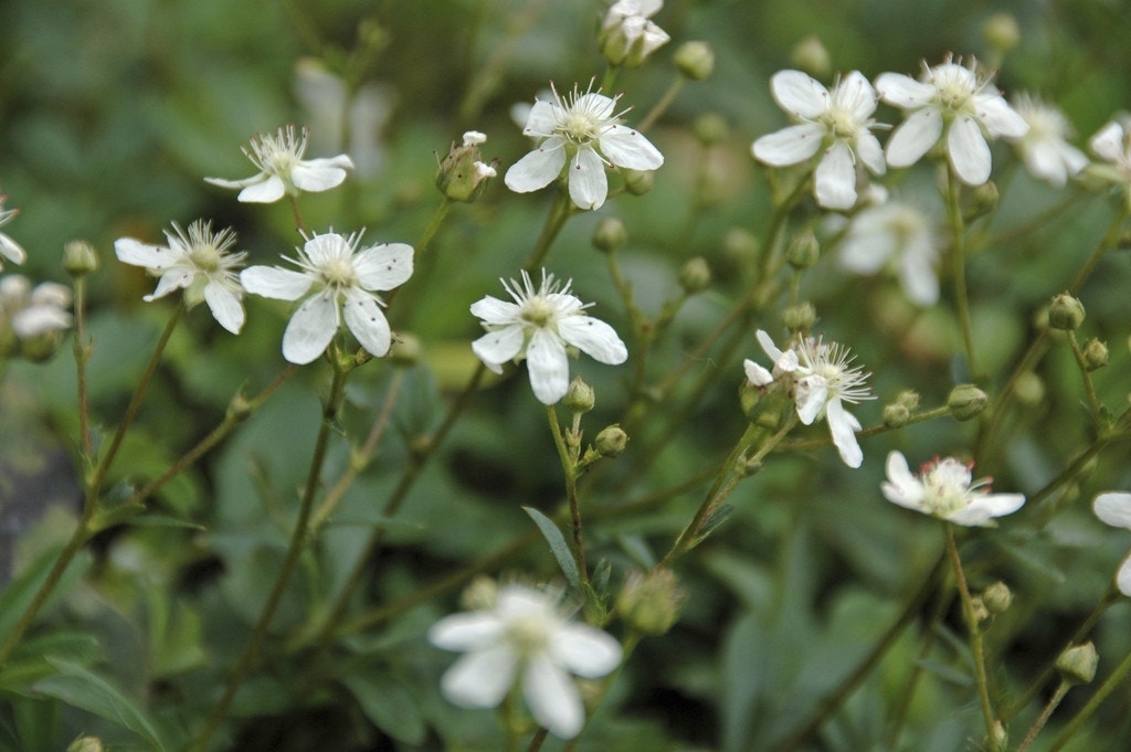  Ganzerik (Potentilla Tridentata 'Nuuk')