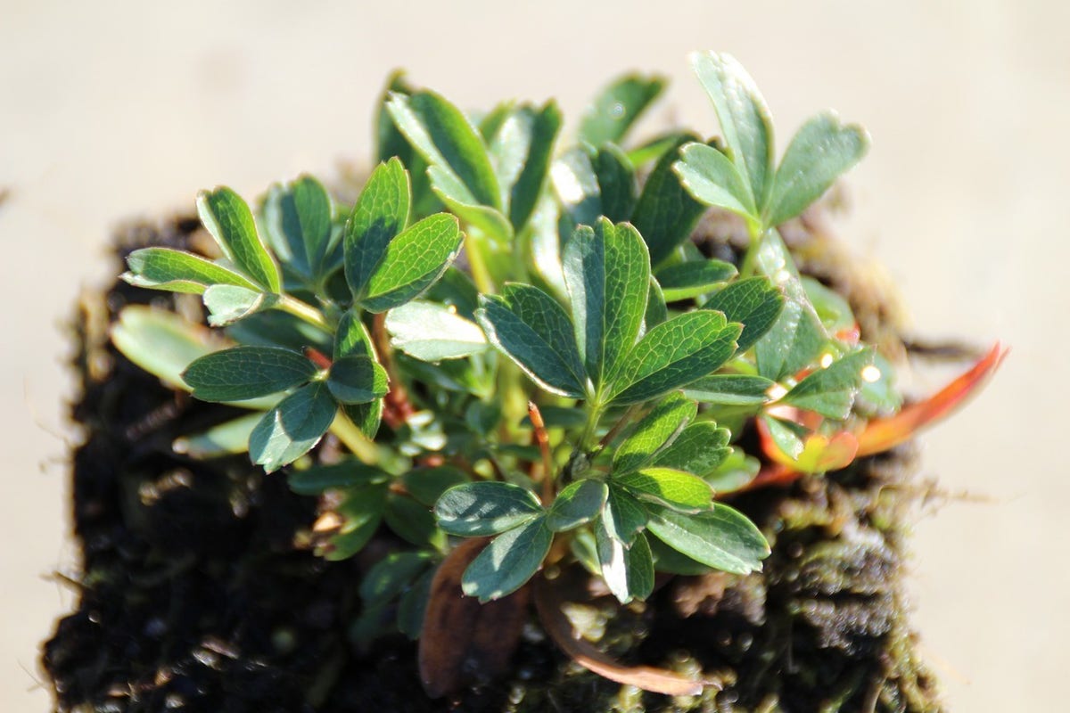  Ganzerik (Potentilla Tridentata 'Nuuk')