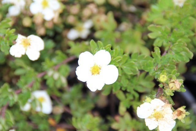  Ganzerik (Potentilla Fruticosa 'Abbotswood')