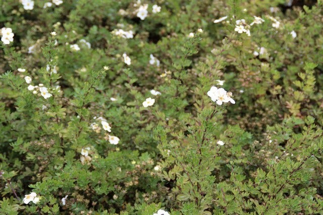  Ganzerik (Potentilla Fruticosa 'Abbotswood')