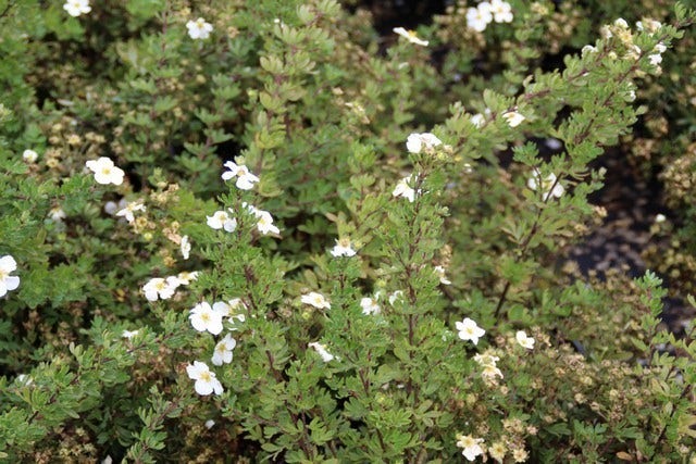  Ganzerik (Potentilla Fruticosa 'Abbotswood')