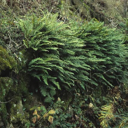  Eikvaren (Polypodium Vulgare)