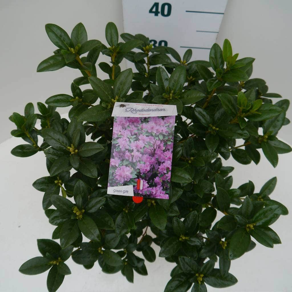  Vroegbloeiende Rhododendron (Rhododendron 'Praecox')
