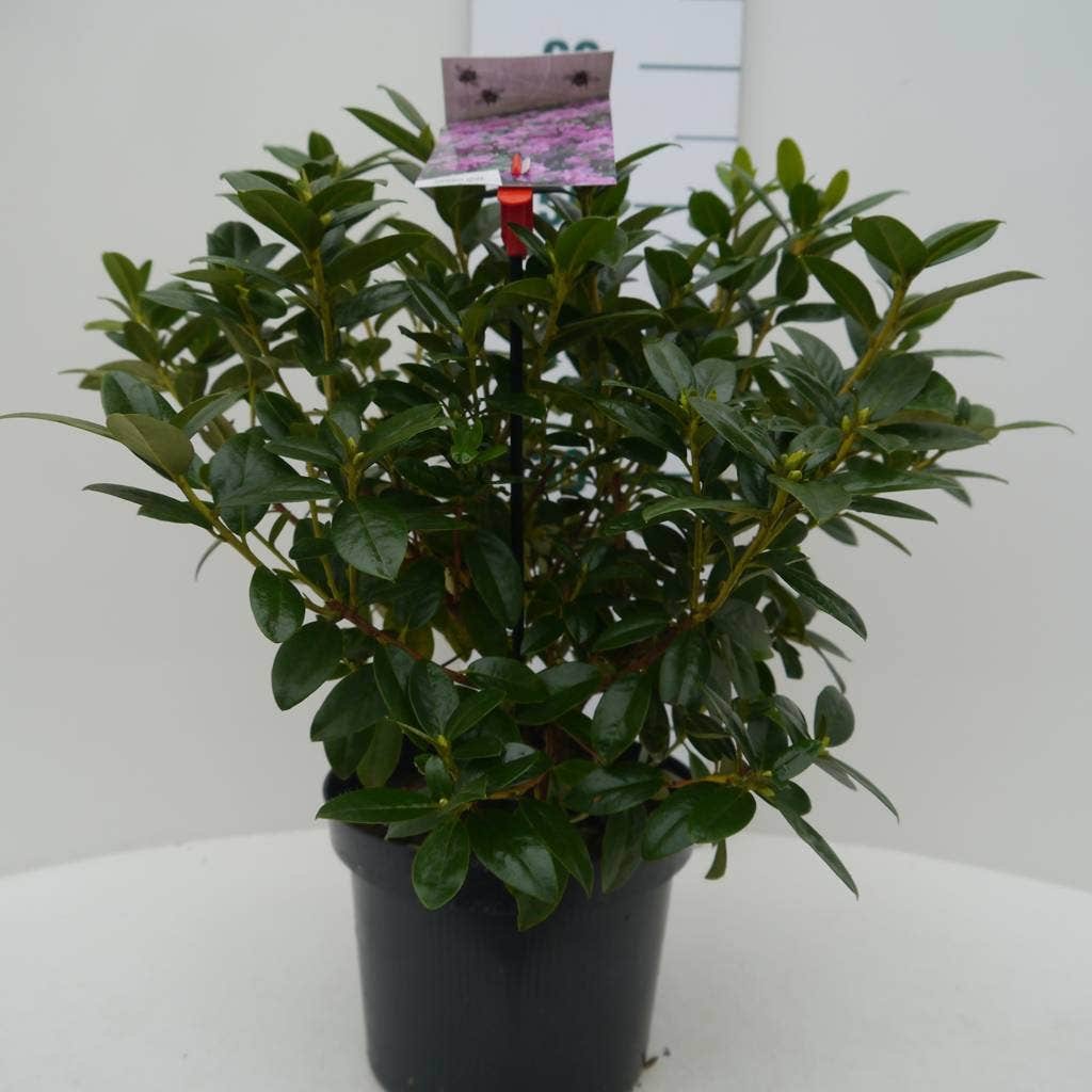  Vroegbloeiende Rhododendron (Rhododendron 'Praecox')