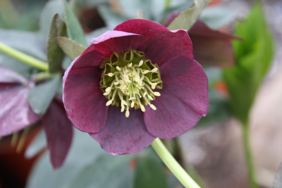  Nieskruid (Helleborus Orientalis 'Pretty Ellen Red')