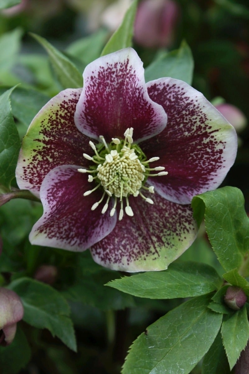  NIeskruid (Helleborus Orientalis 'Pretty Ellen Spotted') BIO