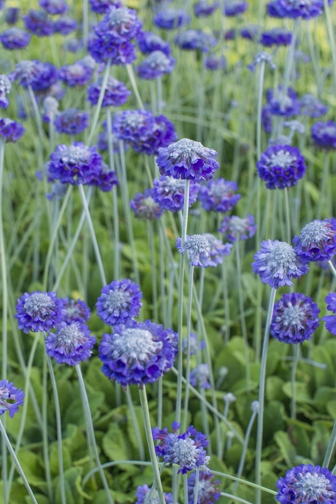  Sleutelbloem (Primula Capitata Mooreana)