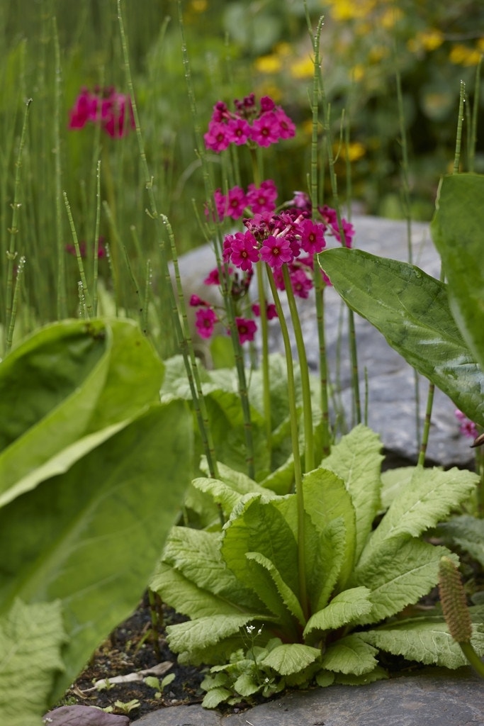  Sleutelbloem (Primula Japonica 'Miller's Crimson')