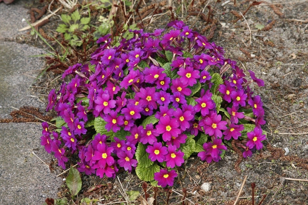  Sleutelbloem (Primula 'Wanda')