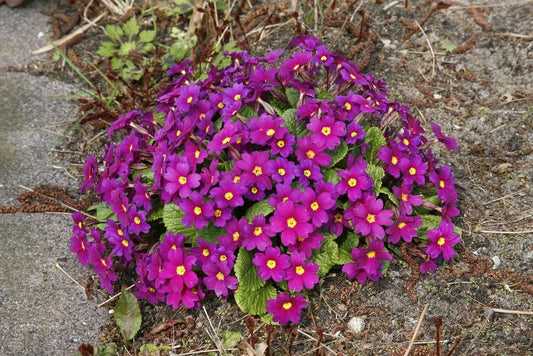  Sleutelbloem (Primula 'Wanda')