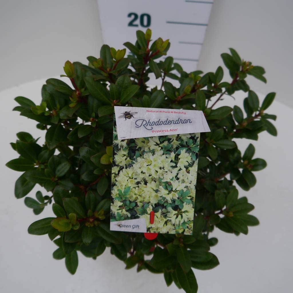  Dwergrhododendron (Rhododendron 'Princess- Anne')