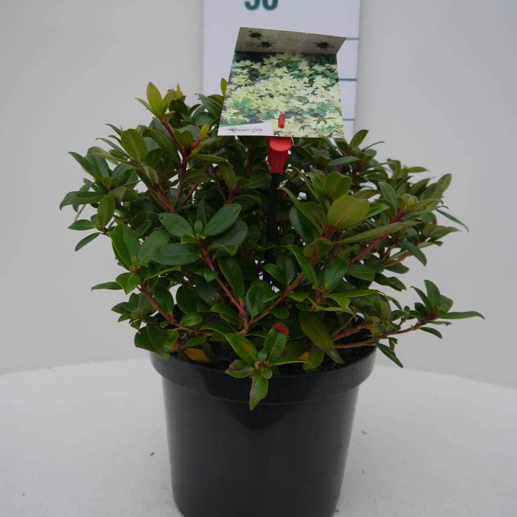  Dwergrhododendron (Rhododendron 'Princess- Anne')