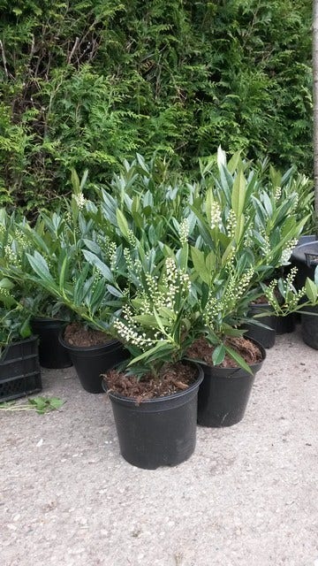  Laurier (Prunus Laurocerasus 'Otto Luyken')