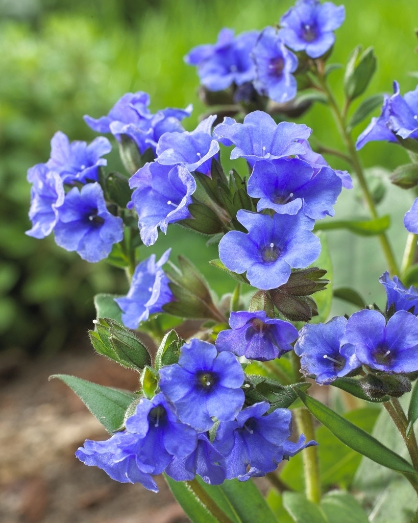  Longkruid (Pulmonaria Angustifolia 'Azurea')
