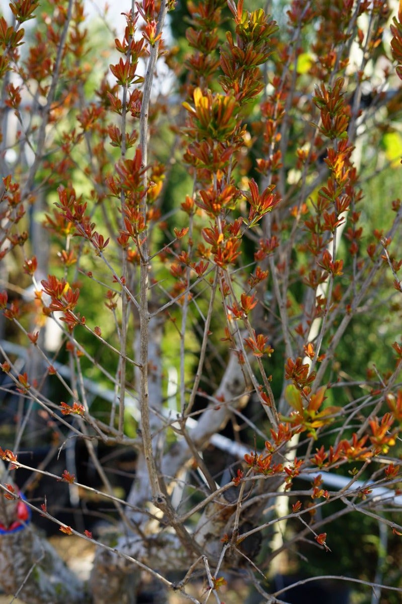  Granaatappel Op Stam (Punica Granatum)