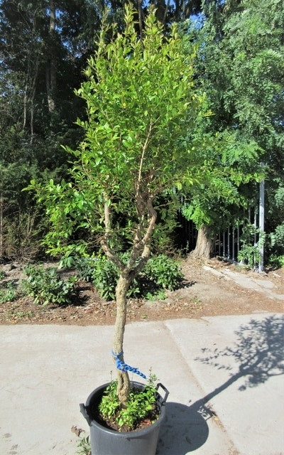  Granaatappel Op Stam (Punica Granatum)