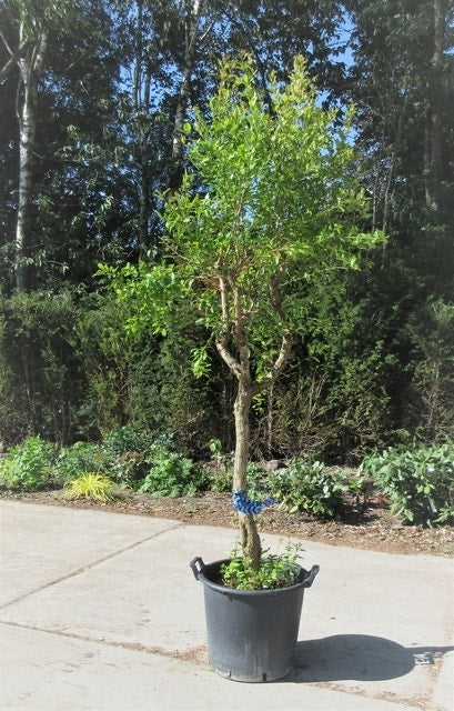  Granaatappel Op Stam (Punica Granatum)
