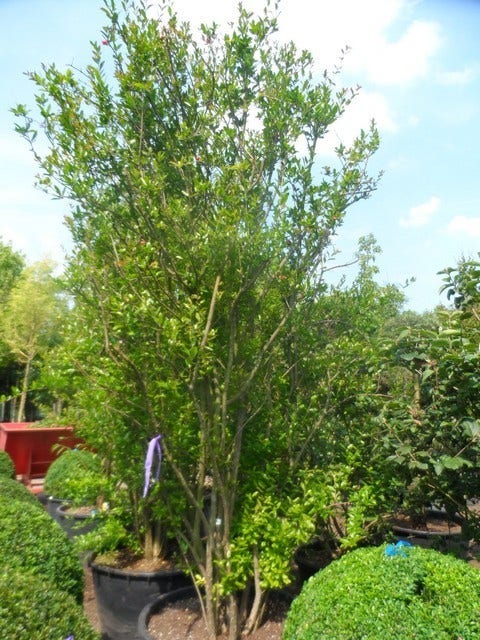  Granaatappel Als Struik (Punica Granatum)
