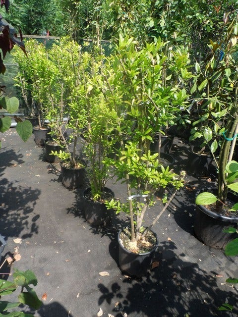  Granaatappel Als Struik (Punica Granatum)