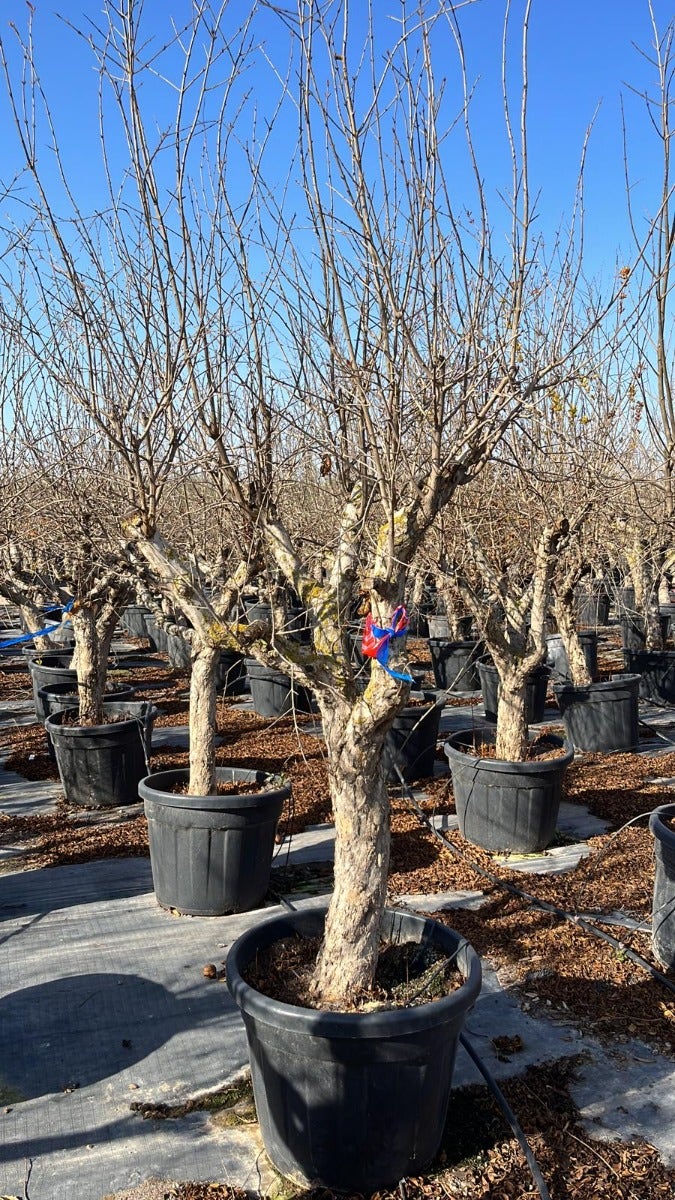  Granaatappel Als Solitair (Punica Granatum)