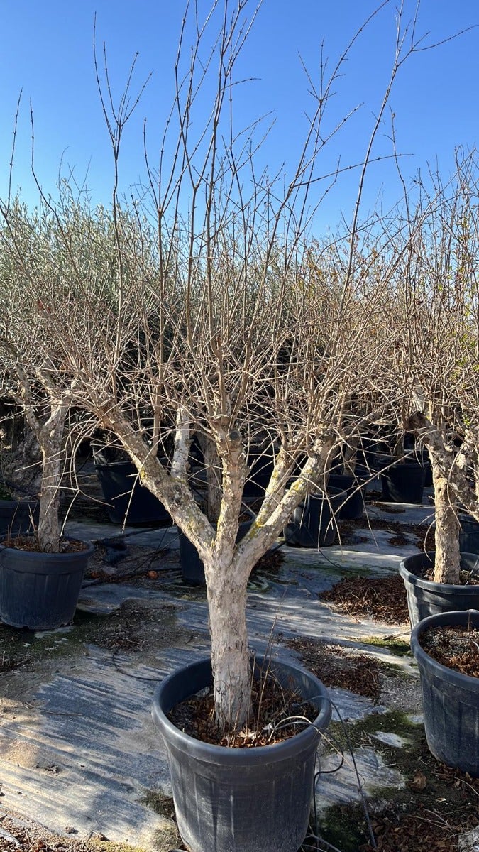  Granaatappel Als Solitair (Punica Granatum)