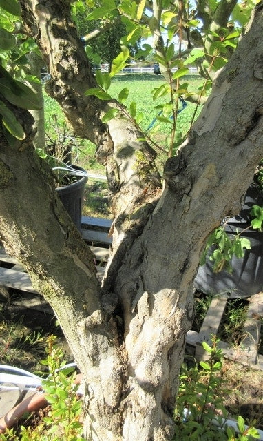  Granaatappel Op Stam (Punica Granatum)