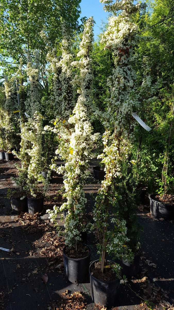  Vuurdoorn (Pyracantha 'Red Column')