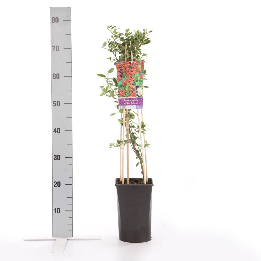  Vuurdoorn (Pyracantha 'Red Column')
