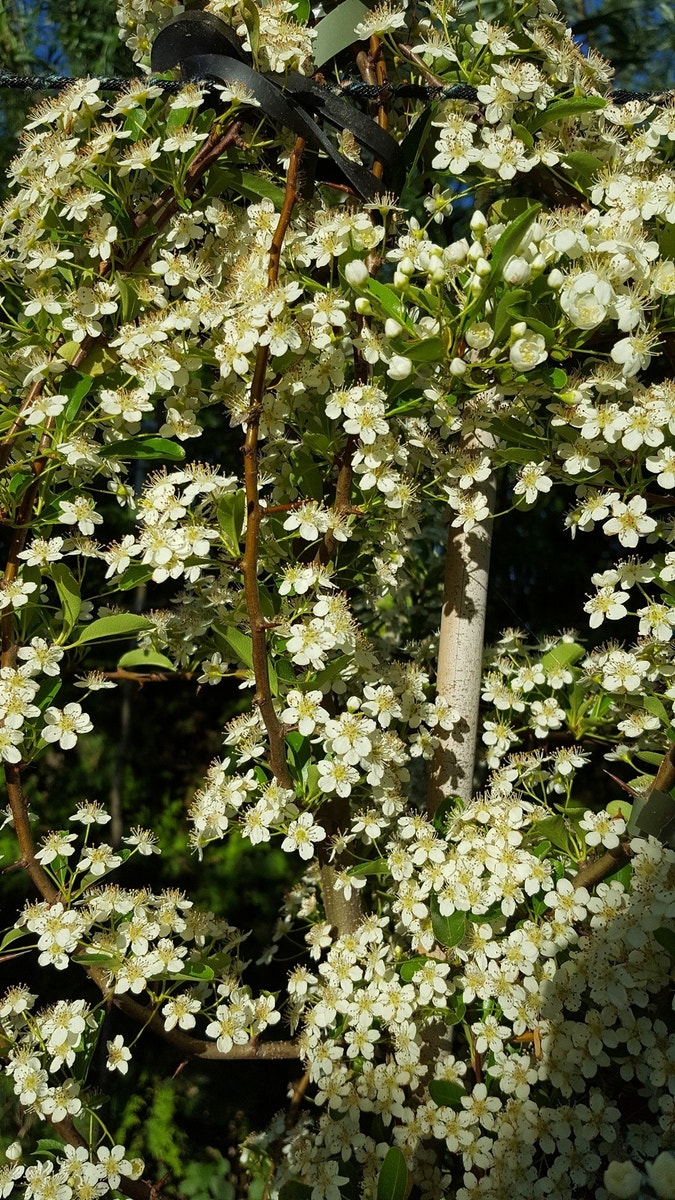  Vuurdoorn (Pyracantha 'Red Column')