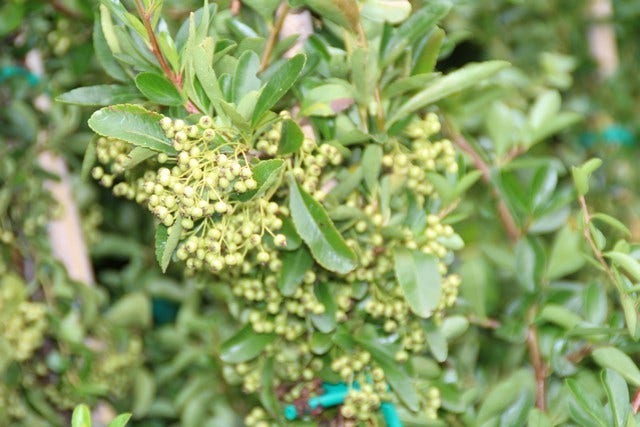  Vuurdoorn (Pyracantha 'Red Column')