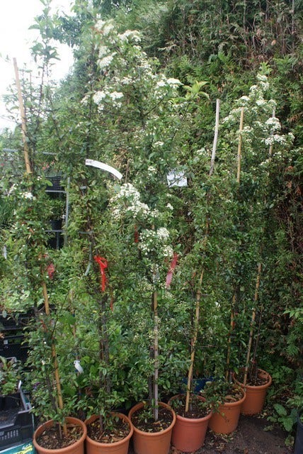 Vuurdoorn (Pyracantha 'Red Column')
