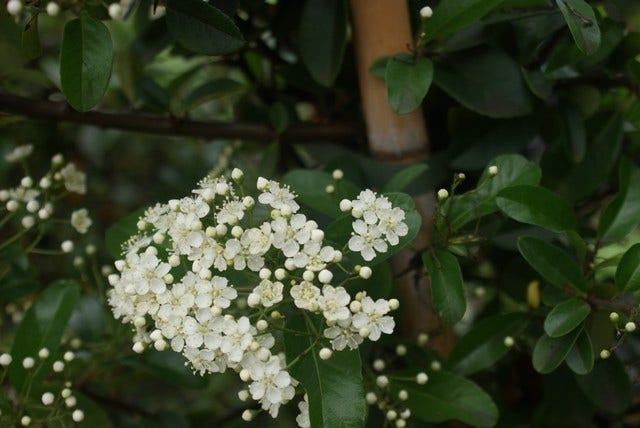  Vuurdoorn (Pyracantha 'Red Column')